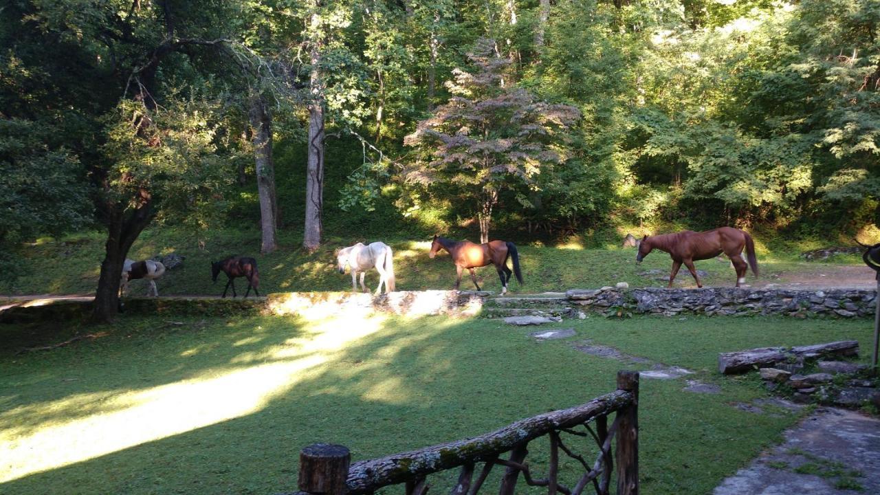 Arrowmont Stables & Cabins Cullowhee Экстерьер фото